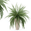 Fern in modern flower pot