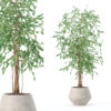 Ficus benjamina in modern flower pot