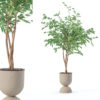 Ficus benjamina in modern flower pot