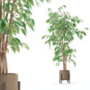 Ficus benjamina in modern flower pot
