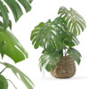 Monstera in rattan flower pot