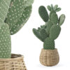Opuntia microdasys in wooden flower pot