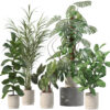 Plants collection 202