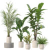 Plants collection 204