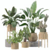 Plants collection 206