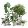 Plants collection 207