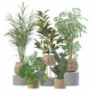 Plants collection 210