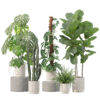 Plants collection 212