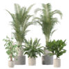 Plants collection 213