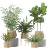 Plants collection 214