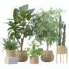 Plants collection 219