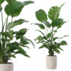 Strelitzia in biedge flower pot